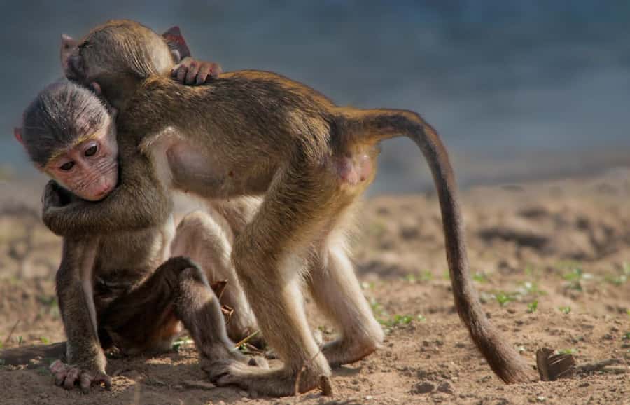 Kruger National Park Full-Day Safari - Booking Value: Why $130 Can Be a Smart Deal