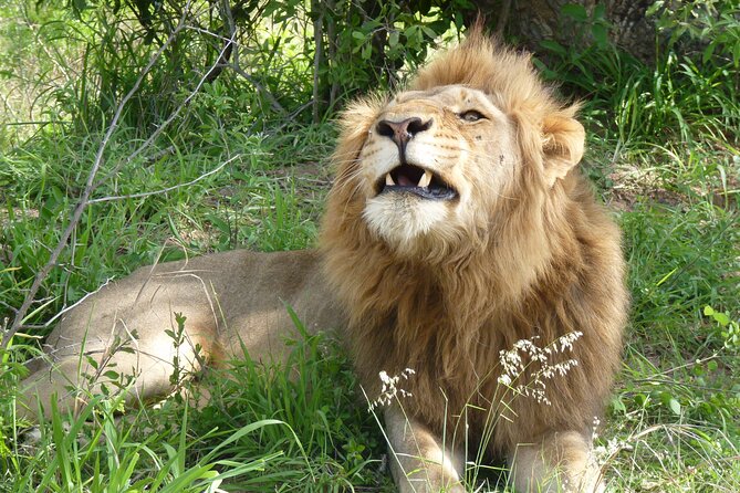 Kruger National Park Full-Day Safari from Hazyview - Door-to-door pickup from Hazyview, with a small-group pace