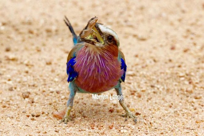 Kruger National Park Full-Day Safari from Hazyview - Wildlife “learning on wheels” instead of just driving around