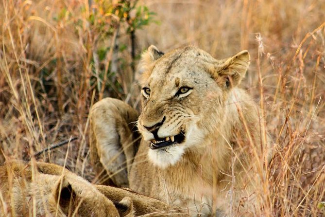 Kruger National Park Full-Day Safari from Hazyview - Who this Kruger safari suits best