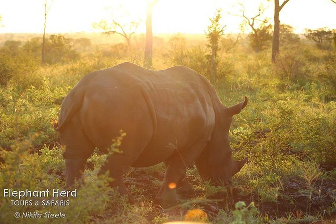 Kruger National Park Full-Day Safari from Hazyview - The game drive plan that gives you the best Big Five odds
