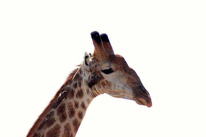 Kruger National Park Full Day Safari Tour - Entering Kruger right after opening: why the morning matters