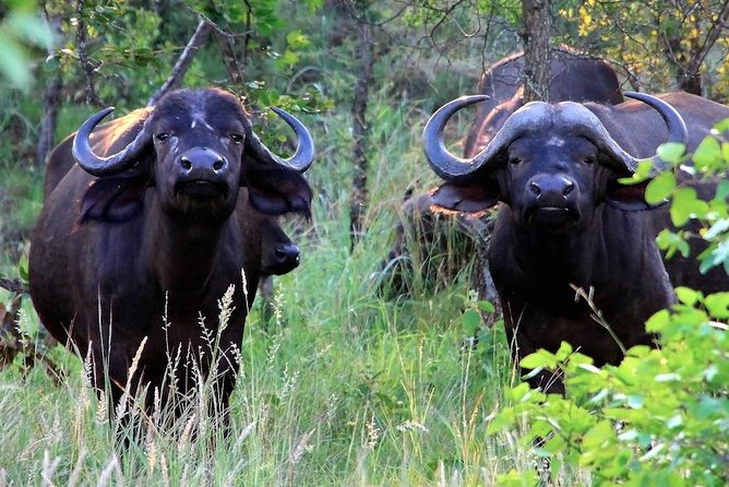 Kruger National Park Full Day Safari Tour - Breakfast stop timing: fueling up before the real hunt