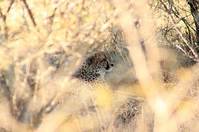 Kruger National Park Full Day Safari Tour - The Big Five search strategy: scanning, stopping, and reading signs