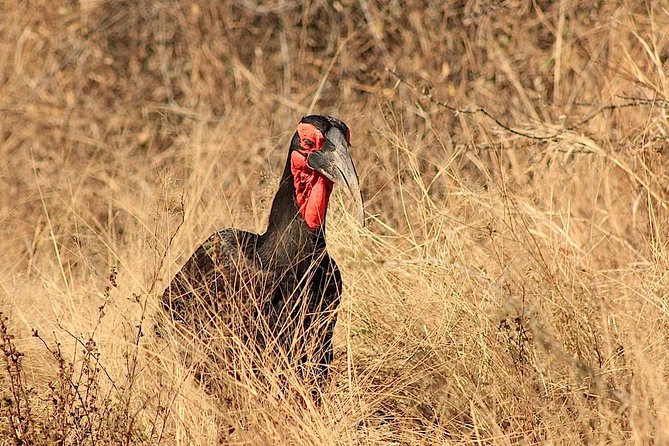 Kruger National Park Full Day Safari Tour - Lunch at Skukuza: a camp break that still keeps the story going