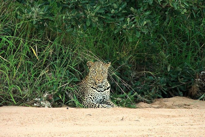 Kruger National Park Full Day Safari Tour - What to pack for Kruger heat, sun, and surprise storms
