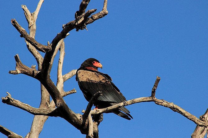Kruger National Park Full Day Safari Tour - Open safari vehicle comfort: blankets, ponchos, and photo-friendly views