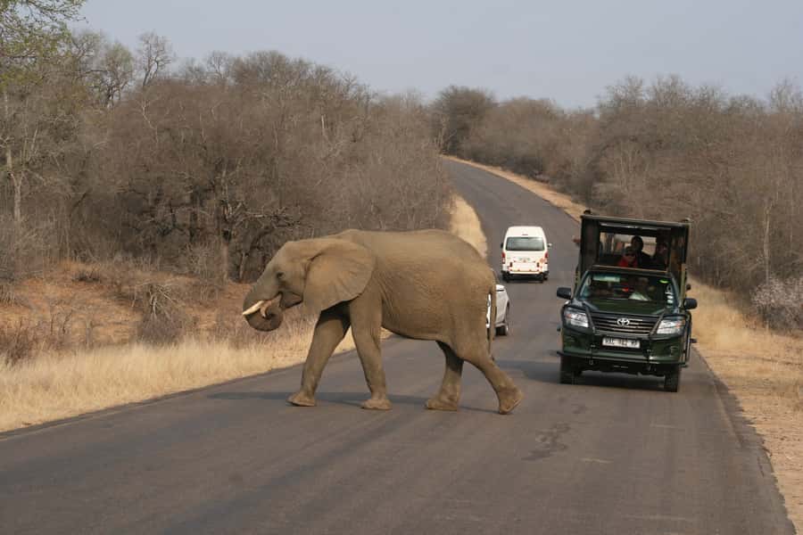Kruger National Park Full-Day Safari - Entering Kruger at Prime Hours, From Hazyview
