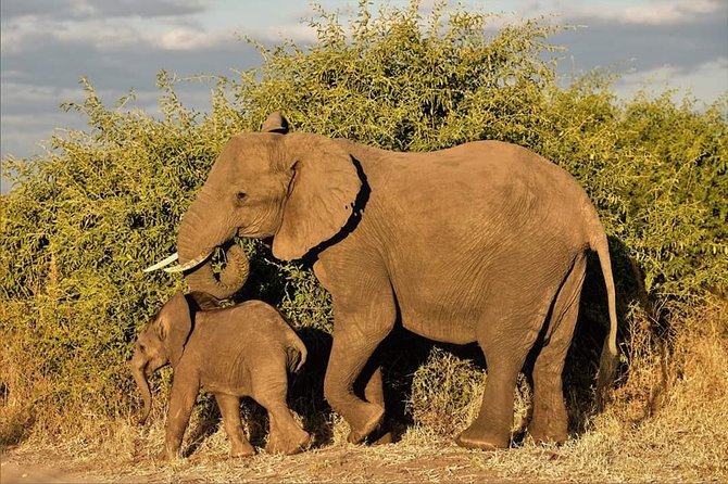 Kruger National Park Full Day Tour Minimum 2people - Why a 5:00 am departure changes your Kruger odds