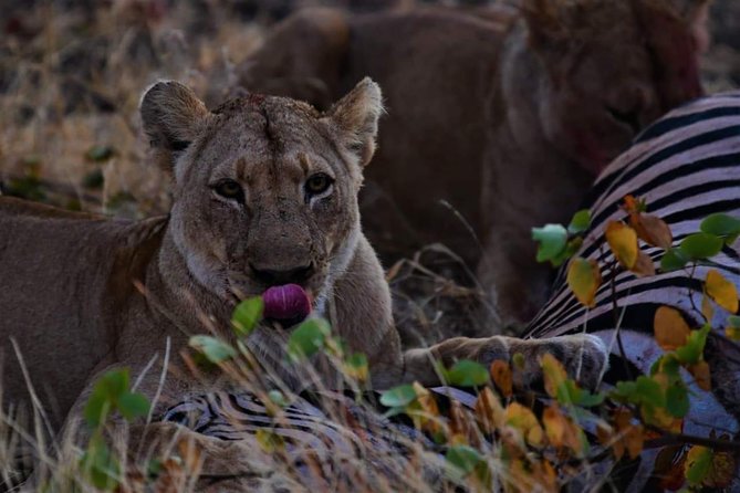 Kruger National Park Full Day Tour Minimum 2people - Inside Kruger: what the 8 hours of game viewing is really for