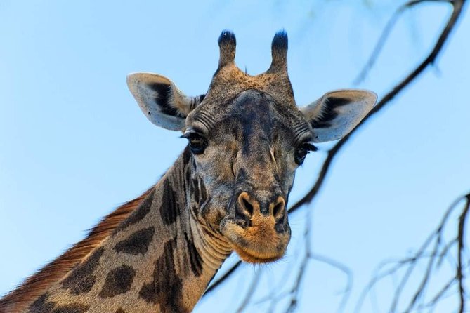 Kruger National Park Full Day Tour Minimum 2people - What you actually pay for: the $80.52 price plus Kruger entrance