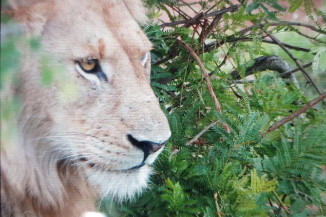 Kruger National Park Full Day Tour Minimum 2people - Group size, vehicle comfort, and the 4x4 viewing advantage