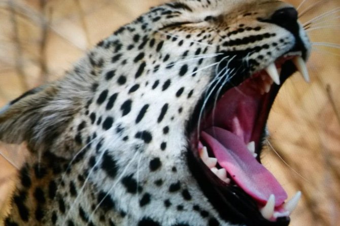 Kruger National Park Full Day Tour Minimum 2people - Who this Kruger full day tour fits best