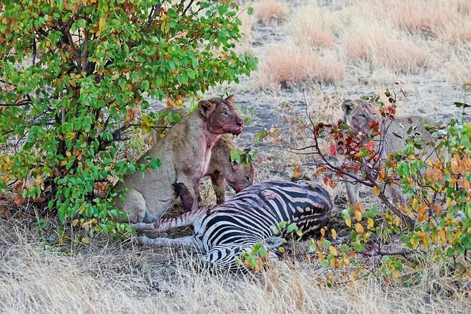 Kruger National Park Full Day Tour Minimum 2people - The Big Five target, including the reality of missing one