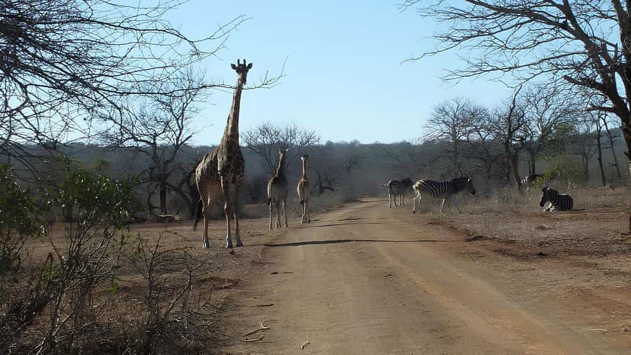 Kruger National Park Game Drive (Half-Day PM) - Key things to know before you go