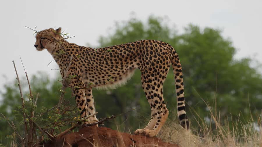 Kruger National Park Game Drive (Half-Day PM) - Why a half-day PM Kruger game drive feels worth it