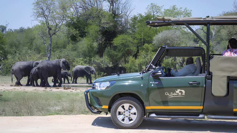 Kruger National Park Game Drive (Half-Day PM) - How the guide experience shapes your odds