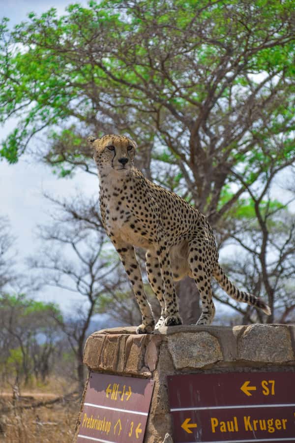 Kruger National Park half day - Pickup in Hazyview and How the Safari Vehicle Feels