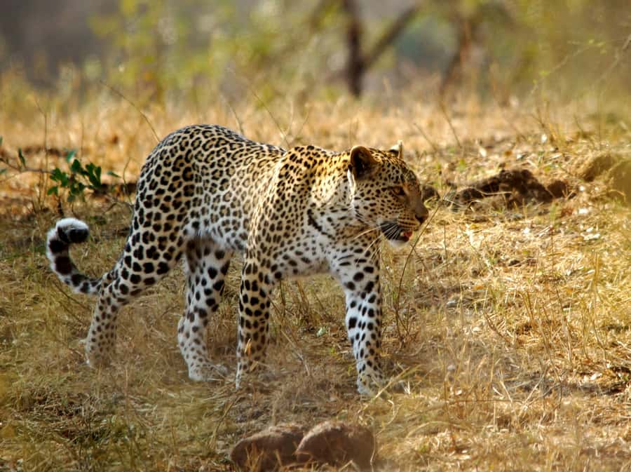 Kruger National Park half day - Afternoon Targets: Cheetah, African Wild Dog, and Rhino