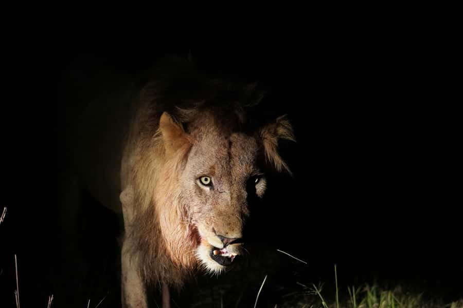 Kruger National Park half day - What You Pay, What You Don’t, and Where the Value Shows