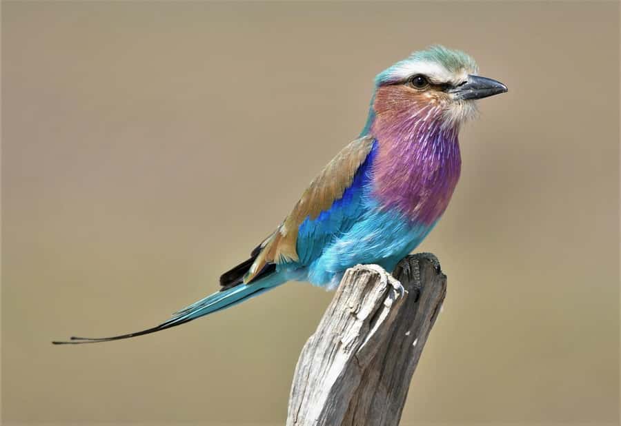 Kruger National Park half day - How to Get the Most From This 6-Hour Safari