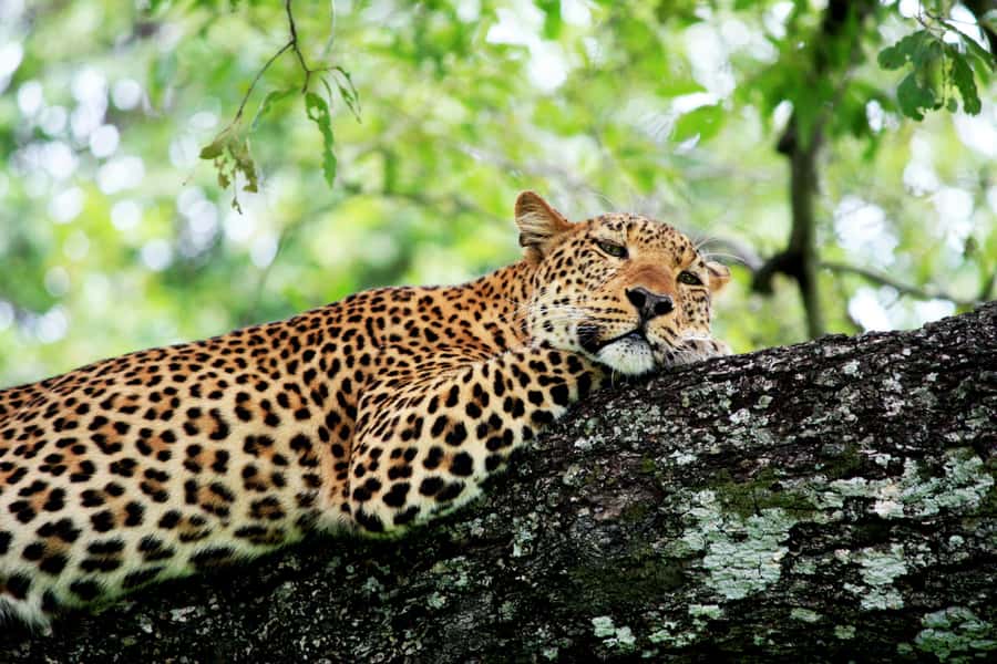 Kruger National Park half day - The Drive Plan: From Entry, to Breakfast, to Deeper Kruger
