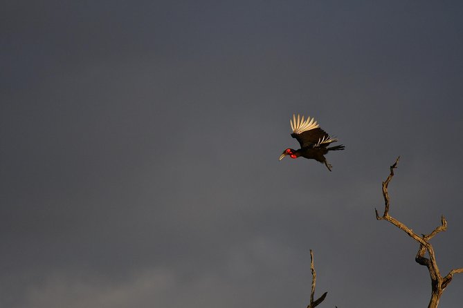 Kruger National Park l Private Afternoon Safari from Hazyview - Why an afternoon Kruger safari from Hazyview works