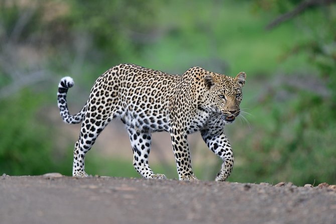 Kruger National Park l Private Afternoon Safari from Hazyview - Private vehicle setup, and what up-to-10 means for your day