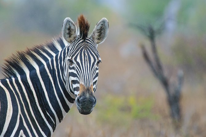 Kruger National Park l Private Afternoon Safari from Hazyview - Waterholes and drinking spots: the safari strategy