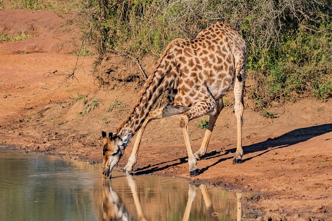 Kruger National Park l Private Afternoon Safari from Hazyview - Who this private afternoon safari is best for