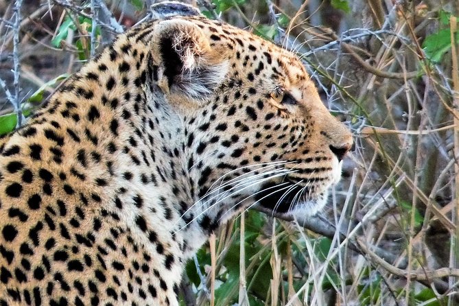Kruger National Park Morning Game Drive from Hazyview - Key highlights worth waking up for