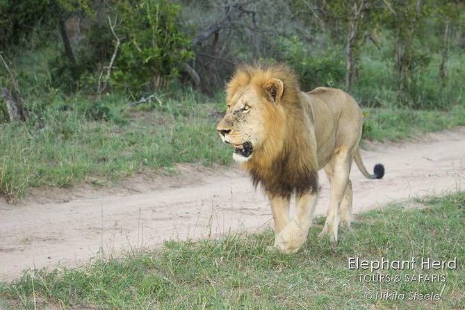 Kruger National Park Morning Game Drive from Hazyview - A 5:00 AM start in Hazyview, and why that timing matters