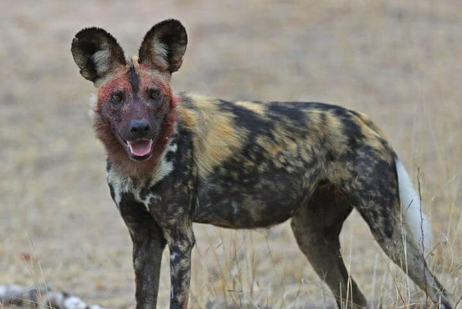 Kruger National Park Morning Game Drive from Hazyview - Skukuza breakfast stop: how to use the pause at the rest camp