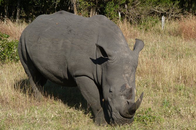 Kruger National Park Morning Game Drive from Hazyview - Open safari vehicle comfort: dress for morning cold and scanning time