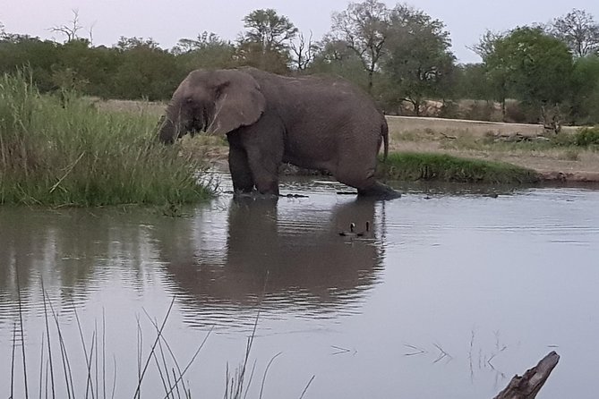 Kruger National Park Morning Game Drive from Hazyview - Price and value: what $106.96 buys you in this Big Five morning drive