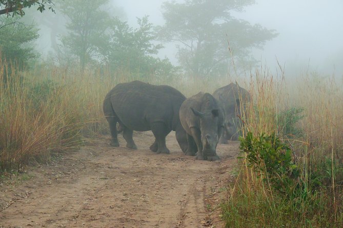 Kruger National Park Morning Game Drive from Hazyview - Entering Kruger early: the first guided viewing block (05:30 to 08:30)