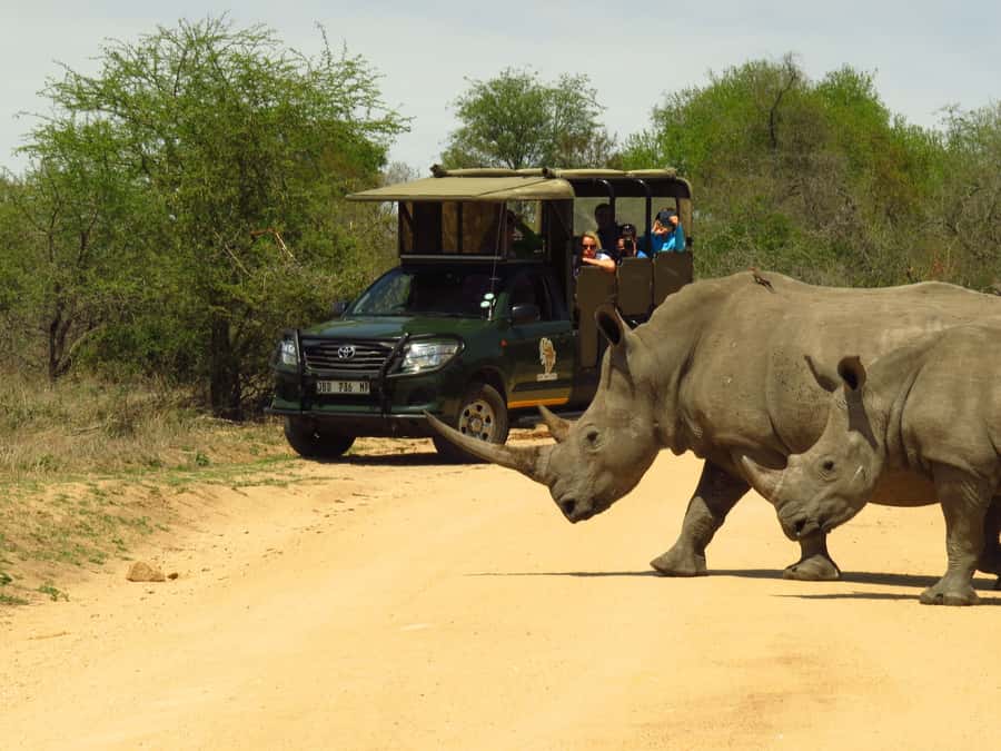 Kruger National Park Morning Safari - Key Things I’d Prioritize on This Kruger Morning Safari