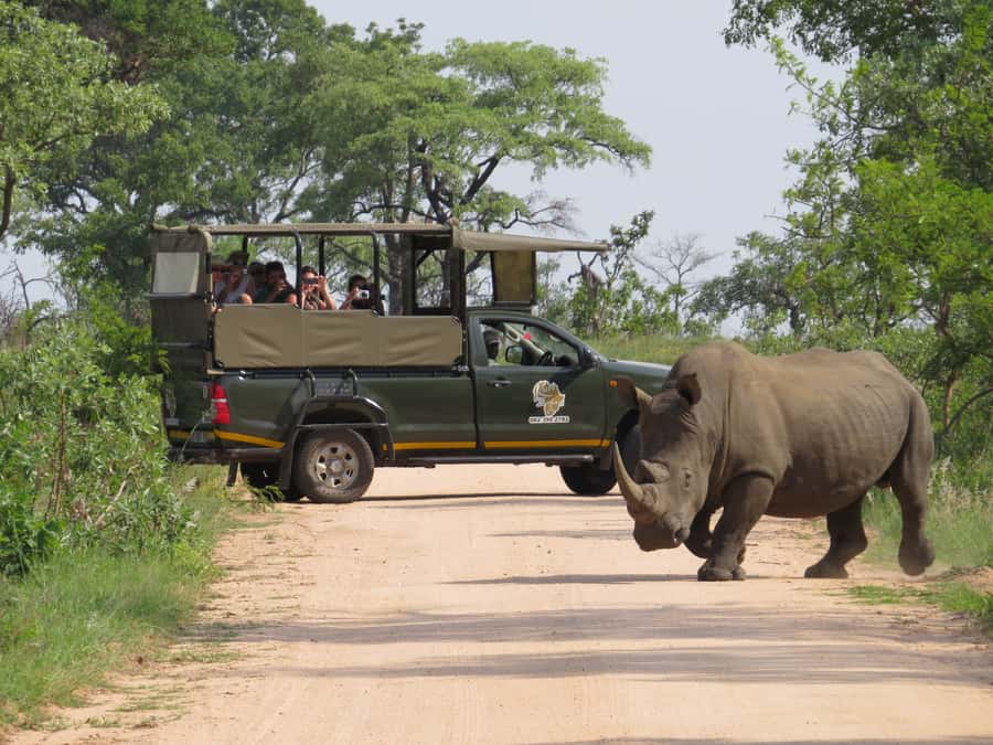 Kruger National Park Morning Safari - Why a Kruger Sunrise Safari From Hazyview Works So Well