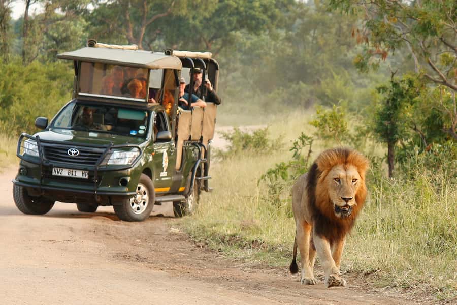 Kruger National Park Morning Safari - Big Five Chances, Plus the Real Art of Spotting Them