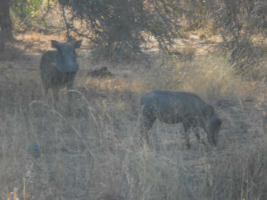 Kruger National Park Morning Safari - Beyond Animals: Birds, Mammals, and the Bushveld You’re Learning to Read