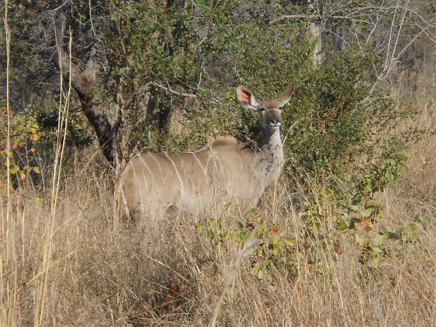 Kruger National Park Morning Safari - Cultural Stops: Bushman Rock Paintings and Archaeology If You Have Time