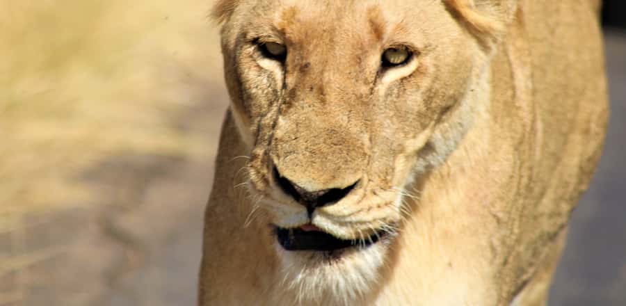 Kruger National Park Morning Safari - What to Bring for a Sunrise Safari (and What to Skip)