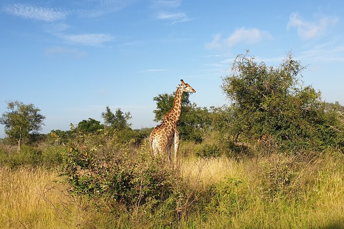 Kruger National Park & Panorama Route From Johannesburg 3 Days & 2 Nights - Breakfast, Lunch, and Lodge Timing: What the Day Actually Feels Like