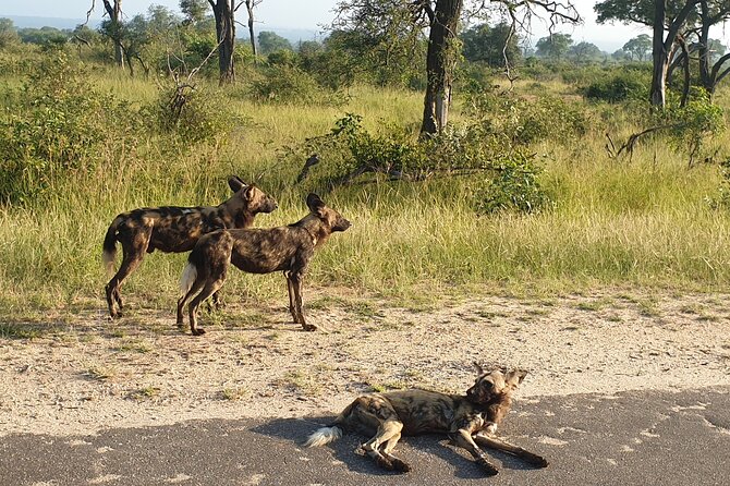 Kruger National Park & Panorama Route From Johannesburg 3 Days & 2 Nights - Burke’s Potholes and the Canyon Classics You Will Not Want to Skip