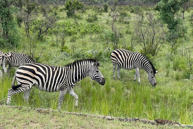 Kruger National Park & Panorama Route From Johannesburg 3 Days & 2 Nights - Day 1 in Kruger: Arrive Mid-Day and Catch the Sunset Show
