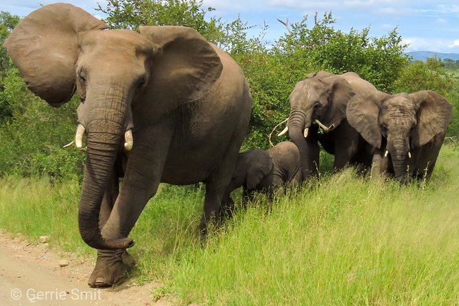 Kruger National Park - Private 3 day, 2 night safari trip. - Quick takeaways before you go