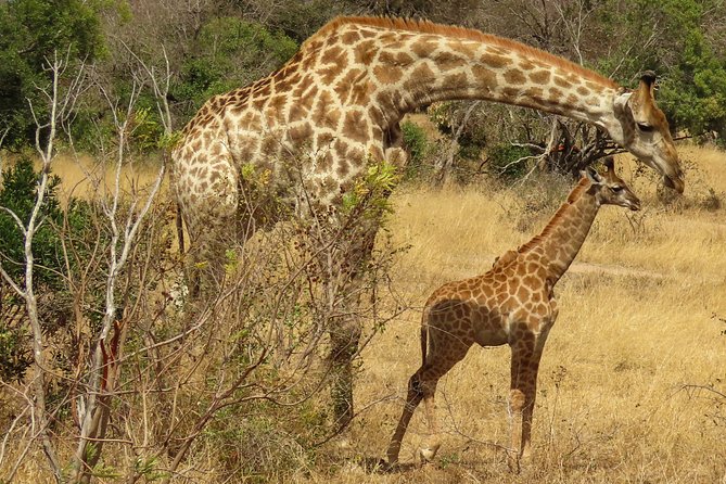 Kruger National Park - Private 3 day, 2 night safari trip. - Your chalet base in the Skukuza area, with air conditioning