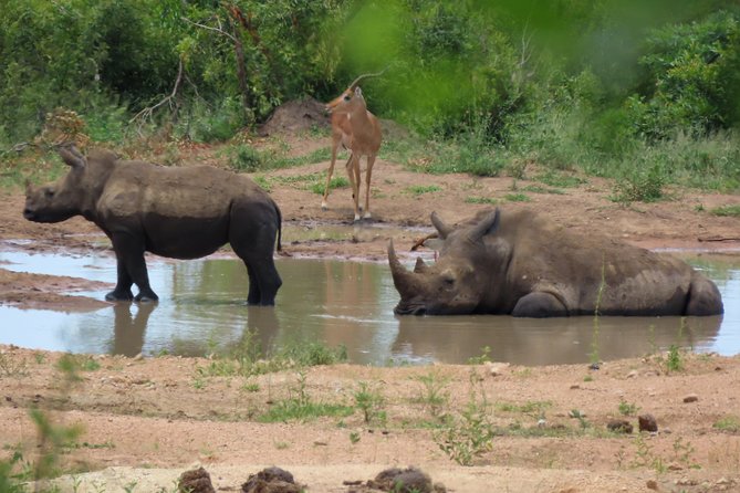 Kruger National Park - Private 3 day, 2 night safari trip. - Stop-by-stop: what happens during the 2 days and 18 hours