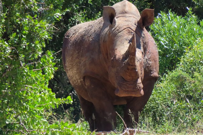 Kruger National Park - Private 3 day, 2 night safari trip. - Food and drinks: what’s included, what’s on you