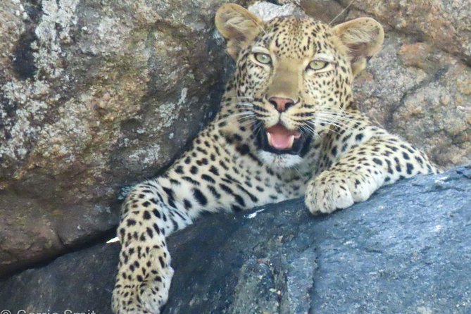 Kruger National Park - Private 3 day, 2 night safari trip. - The guide and transport setup, and what “private” really changes